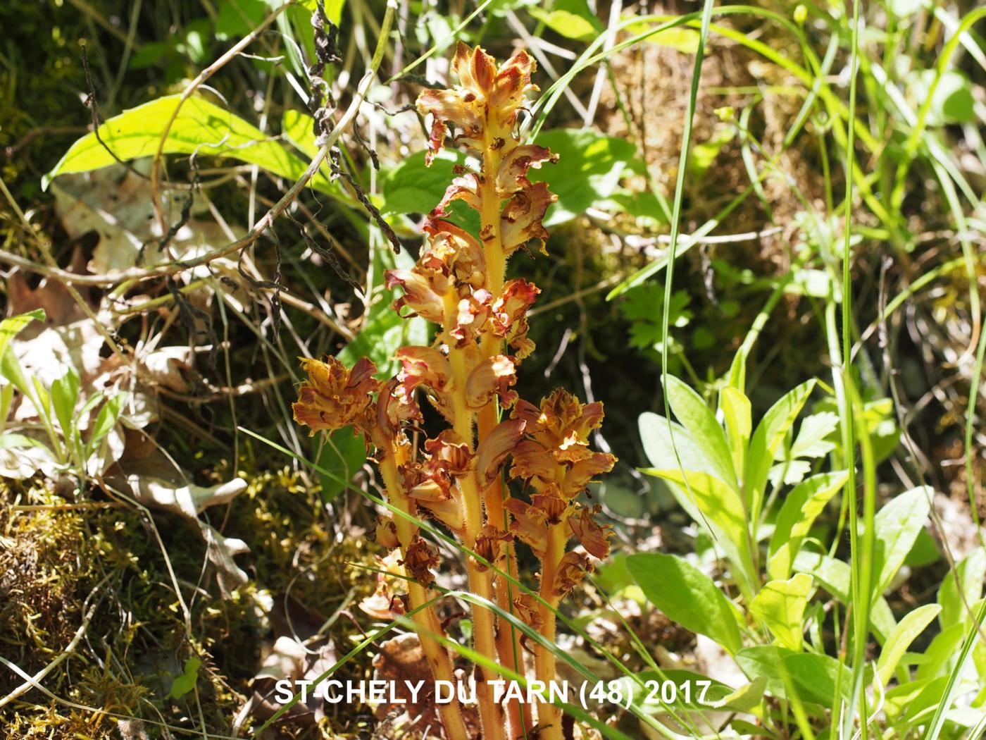 Broomrape, Greater plant